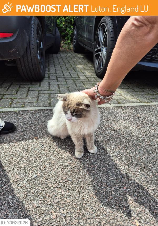 Found/Stray Unknown Cat last seen Basepoint, Luton, England LU2