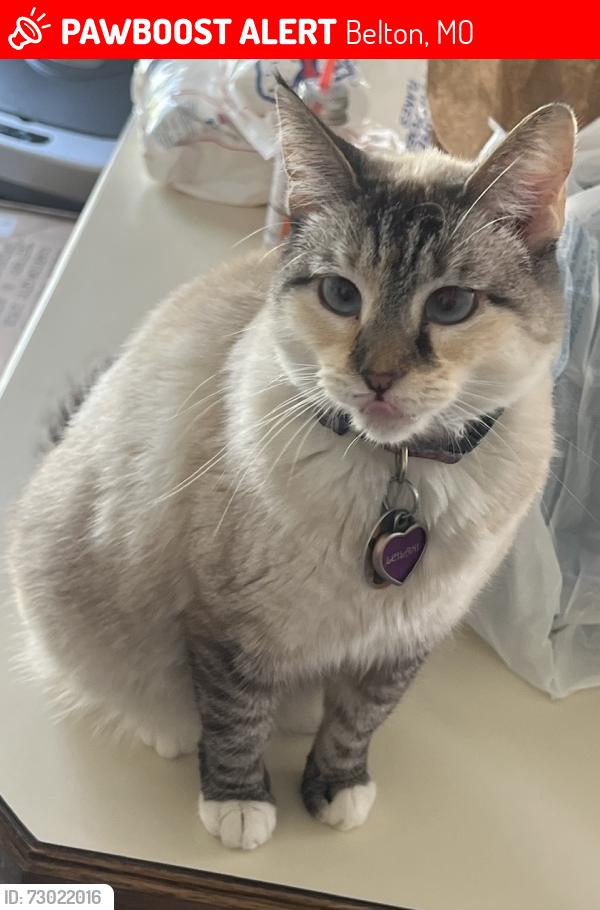 Lost Female Cat last seen Right in the middle of Millcreek Upper Elementary, Belton Middle School, And Cambridge Elementary, Belton, MO 64012