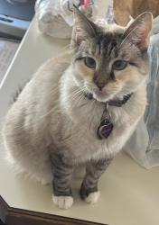 Lost Female Cat last seen Right in the middle of Millcreek Upper Elementary, Belton Middle School, And Cambridge Elementary, Belton, MO 64012