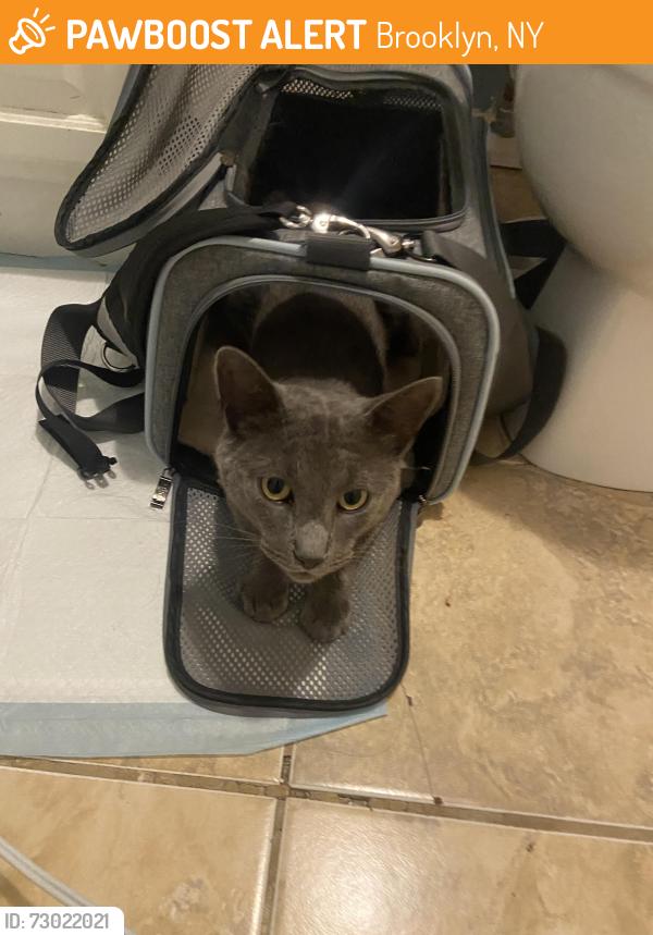 Found/Stray Male Cat last seen 58th St & 9th Ave - Sunset Park, Brooklyn, Brooklyn, NY 11219