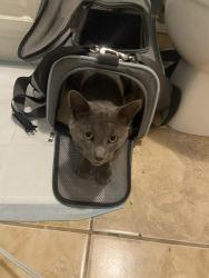 Found/Stray Male Cat last seen 58th St & 9th Ave - Sunset Park, Brooklyn, Brooklyn, NY 11219