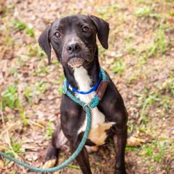 Shelter Stray Male Dog last seen , 1901 N 31st Ave, Hattiesburg, MS 39401, USA