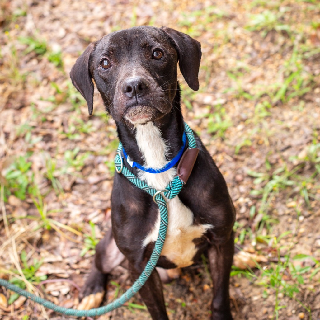 Shelter Stray Male Dog last seen , 1901 N 31st Ave, Hattiesburg, MS 39401, USA