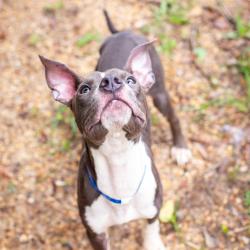 Shelter Stray Male Dog last seen , 1901 N 31st Ave, Hattiesburg, MS 39401, USA