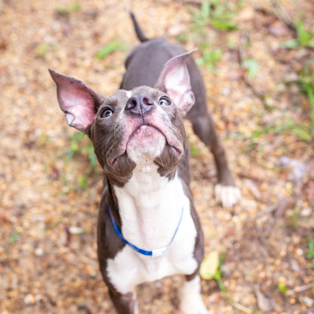 Shelter Stray Male Dog last seen , 1901 N 31st Ave, Hattiesburg, MS 39401, USA