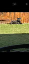 Lost Female Dog last seen Mayde creek, Houston, TX 77084