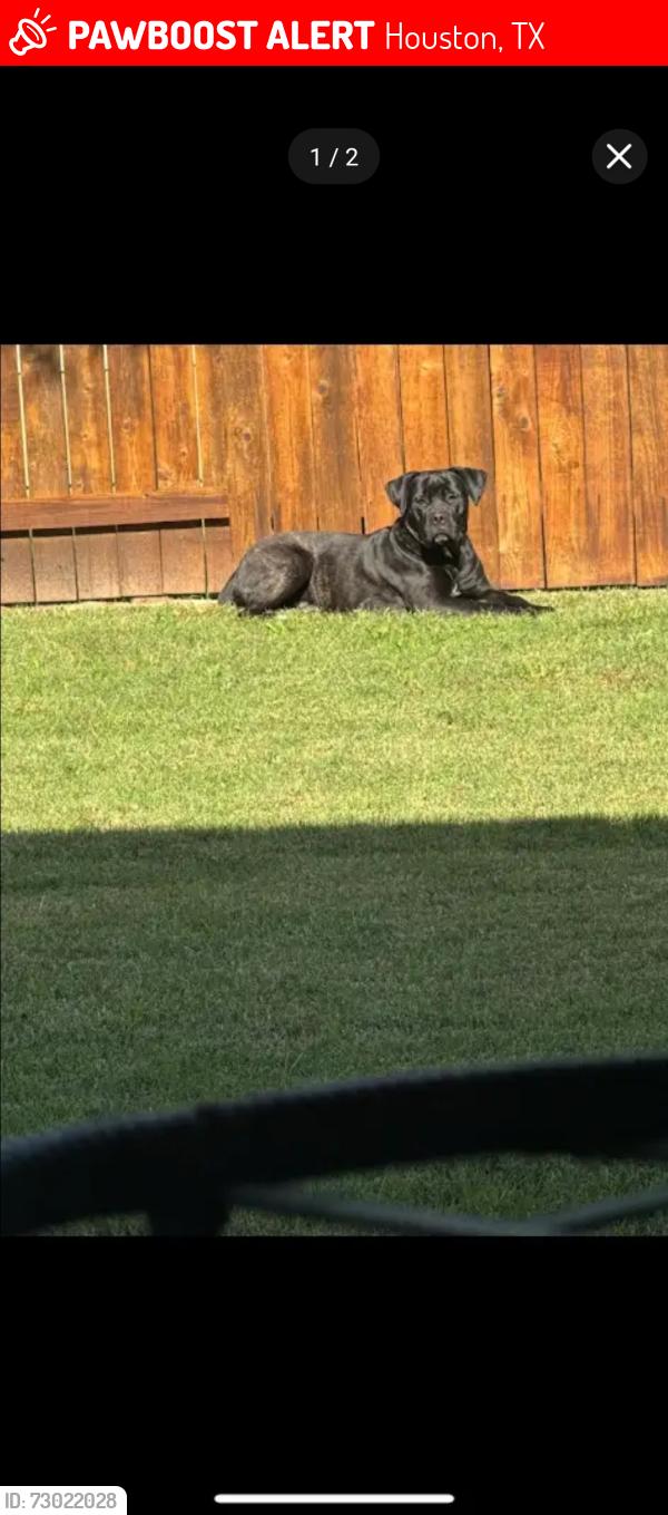 Lost Female Dog last seen Mayde creek, Houston, TX 77084