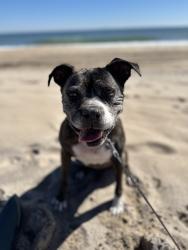 Lost Female Dog last seen North Rd, Richmond, RI 02812