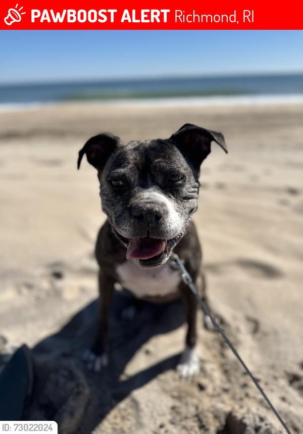 Lost Female Dog last seen North Rd, Richmond, RI 02812
