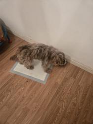 Lost Female Dog last seen 87th and Holmes Ave, Los Angeles, CA 90002