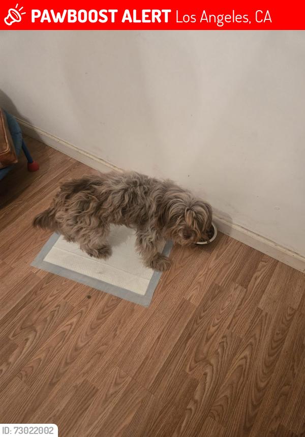 Lost Female Dog last seen 87th and Holmes Ave, Los Angeles, CA 90002