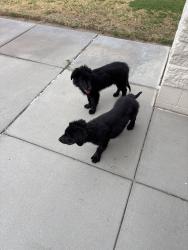 Found/Stray Unknown Dog last seen Near potassio, Fabens, TX 79838