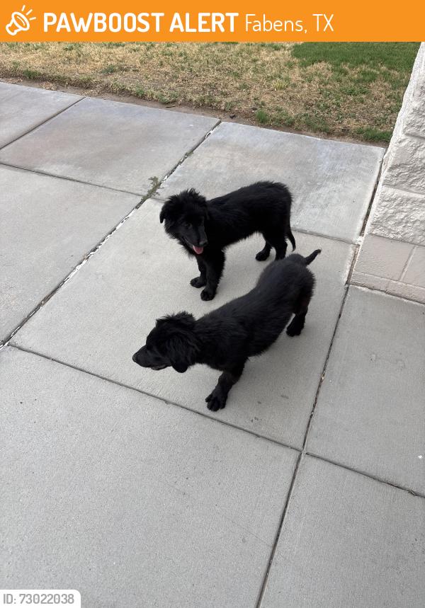 Found/Stray Unknown Dog last seen Near potassio, Fabens, TX 79838