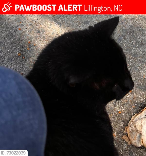 Lost Male Cat last seen S River road, Lillington, NC, Lillington, NC 27546