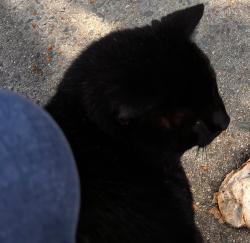 Lost Male Cat last seen S River road, Lillington, NC, Lillington, NC 27546