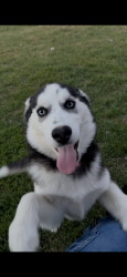 Lost Female Dog last seen Mayfield Rd, Arlington, TX 76014