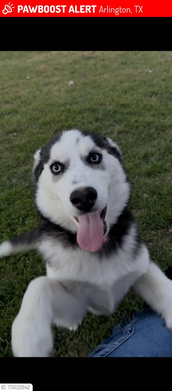 Lost Female Dog last seen Mayfield Rd, Arlington, TX 76014