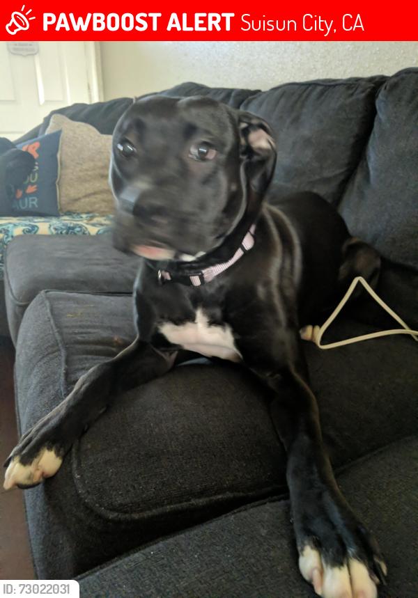 Lost Female Dog last seen Pintail Dr, Blossom Ave, Suisun City, CA 94585