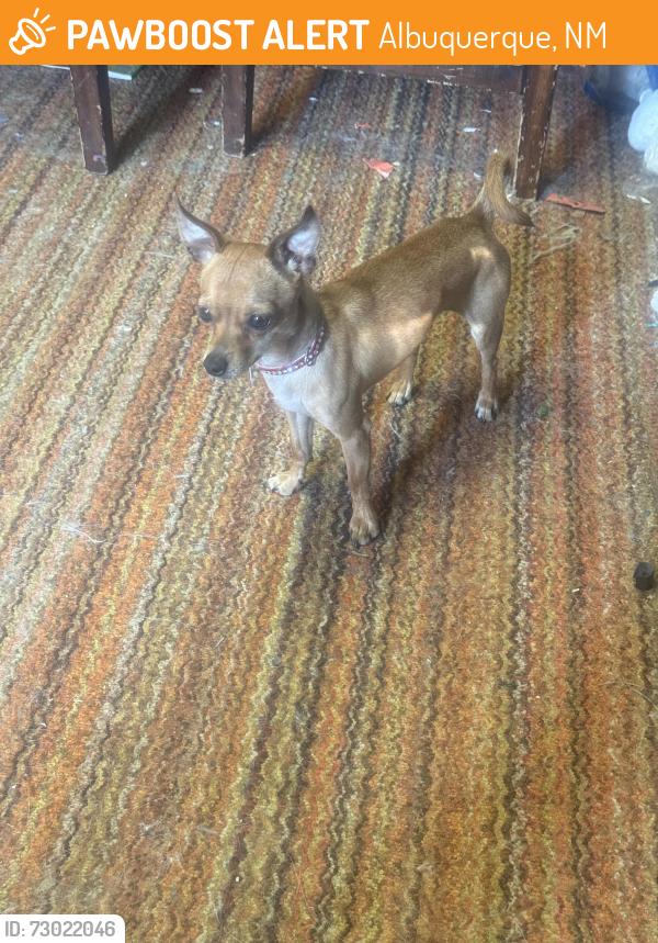 Found/Stray Male Dog last seen Juan tabo and Indian school, Albuquerque, NM 87112
