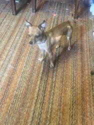 Found/Stray Male Dog last seen Juan tabo and Indian school, Albuquerque, NM 87112