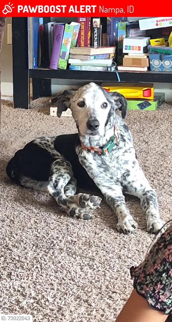 Lost Male Dog last seen Stamm and Pit, Nampa, ID 83687