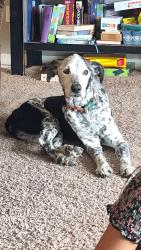 Lost Male Dog last seen Stamm and Pit, Nampa, ID 83687