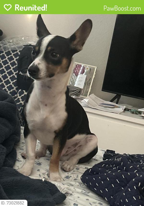Reunited Male Cat last seen He has one black nail and useless thumbs , Glendale, AZ 85308