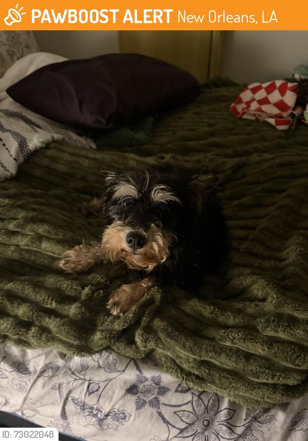Found/Stray Female Dog last seen Virgilian street , New Orleans, LA 70126