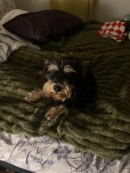 Found/Stray Female Dog last seen Virgilian street , New Orleans, LA 70126