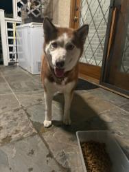 Found/Stray Female Dog last seen Cross streets, Lancaster, CA 93536