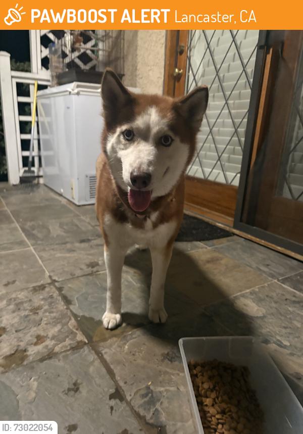 Found/Stray Female Dog last seen Cross streets, Lancaster, CA 93536
