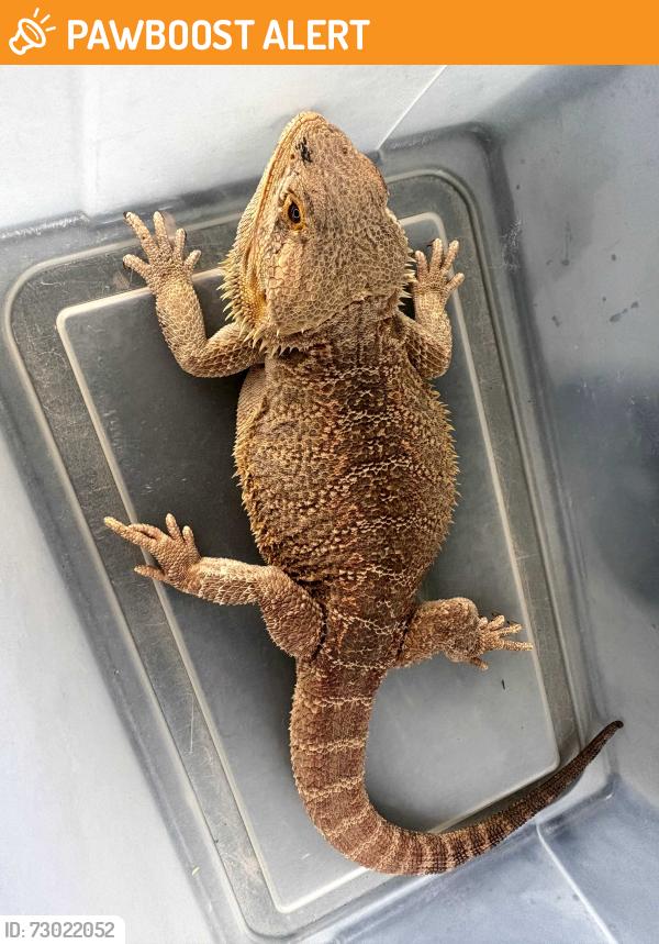 Found/Stray Unknown Reptile last seen Strack Drive West and Cypresswood Drive, Northwood Farms, TX 77379