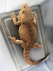 Found/Stray Unknown Reptile last seen Strack Drive West and Cypresswood Drive, Northwood Farms, TX 77379