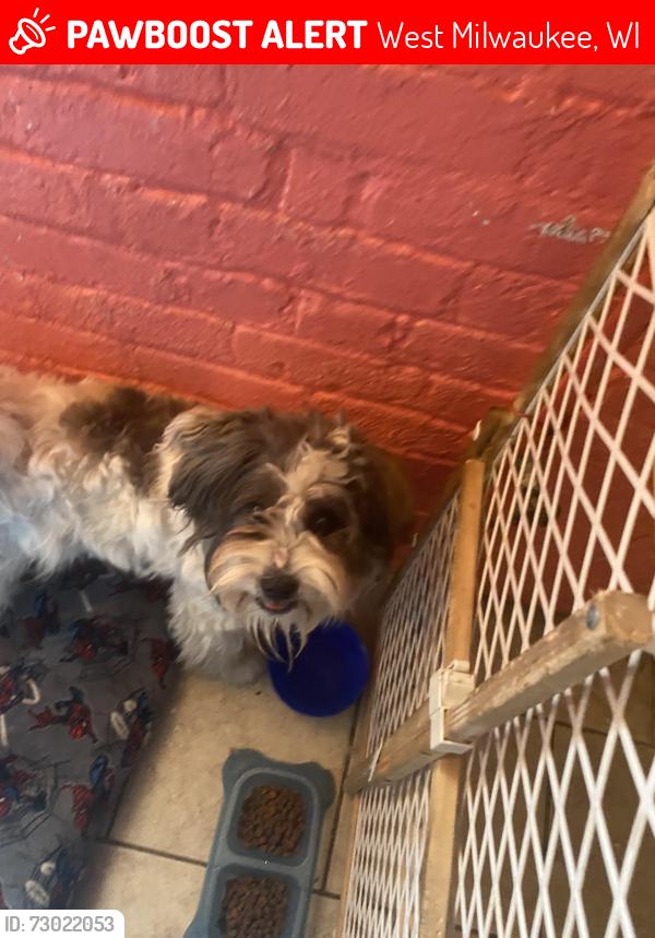 Lost Male Dog last seen Near south winona lane, West Milwaukee, WI 53214