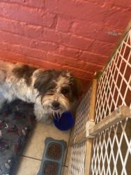 Lost Male Dog last seen Near south winona lane, West Milwaukee, WI 53214