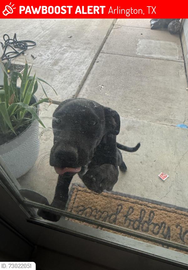 Lost Female Dog last seen Mayfield rd , Arlington, TX 76014