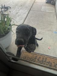 Lost Female Dog last seen Mayfield rd , Arlington, TX 76014