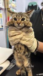 Shelter Stray Female Cat last seen Bexar County, 3353 Morningside Dr, New Braunfels, TX 78132, USA