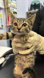 Shelter Stray Female Cat last seen Bexar County, 3353 Morningside Dr, New Braunfels, TX 78132, USA