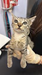 Shelter Stray Female Cat last seen Bexar County, 3353 Morningside Dr, New Braunfels, TX 78132, USA