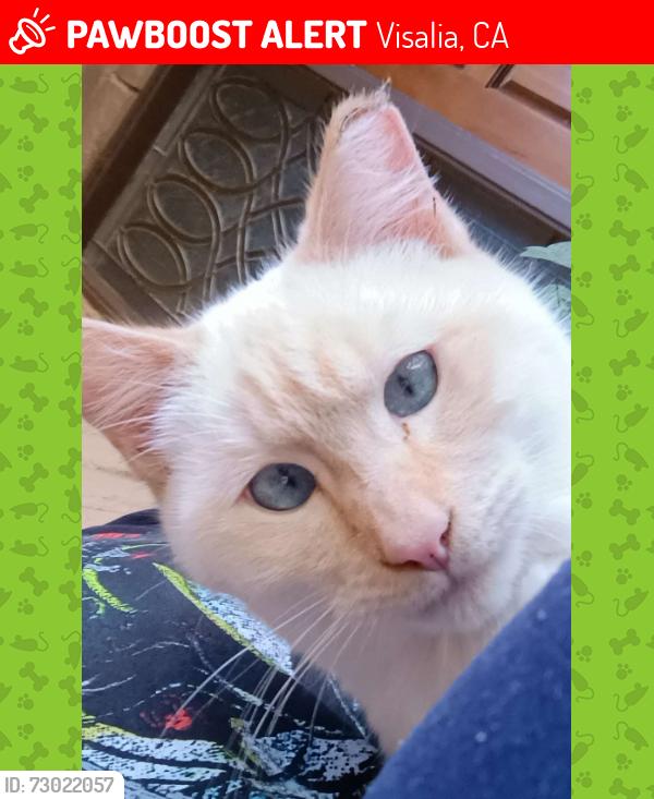 Lost Male Cat last seen Near W PASEO CT VISALIA, CA , Visalia, CA 93277