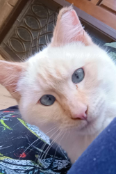 Lost Male Cat last seen Near W PASEO CT VISALIA, CA , Visalia, CA 93277