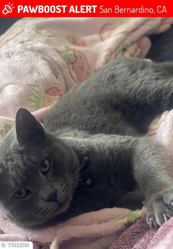 Lost Male Cat last seen H & 23rd st , San Bernardino, CA 92405