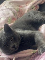 Lost Male Cat last seen H & 23rd st , San Bernardino, CA 92405