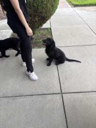 Found/Stray Female Dog last seen Alameda & Potasio, Fabens, TX 79838