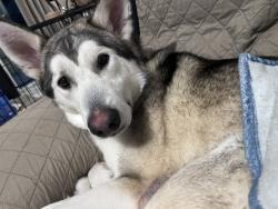 Reunited Male Dog last seen Paetzold and mc sherry, Palm Beach County, FL 33461