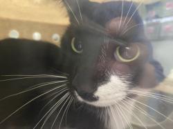 Shelter Stray Male Cat last seen , 1850 W 60th St, Los Angeles, CA 90047, USA