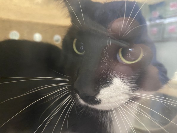 Shelter Stray Male Cat last seen , 1850 W 60th St, Los Angeles, CA 90047, USA