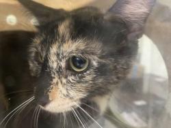 Shelter Stray Female Cat last seen , 1850 W 60th St, Los Angeles, CA 90047, USA
