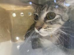 Shelter Stray Female Cat last seen , 1850 W 60th St, Los Angeles, CA 90047, USA